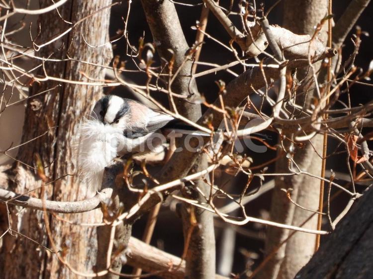 小根山野鳥の森で撮ったエナガ 野鳥,自然,かわいいの写真素材