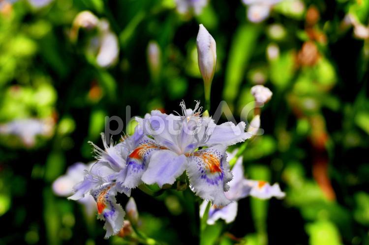 紫と赤の模様の入った大きなシャガ 花,自然,栽培の写真素材