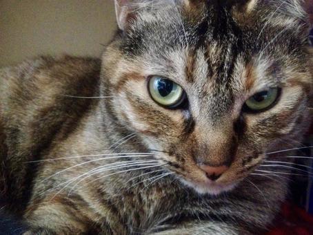 ねこ キジトラ ねこ キジトラの写真