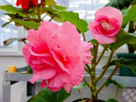 球根ベゴニア ベゴニア,球根,ピンク色の写真素材