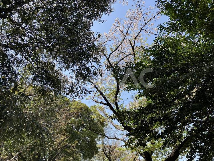 公園の木々の風景 豊か,グリーン,癒しの写真素材