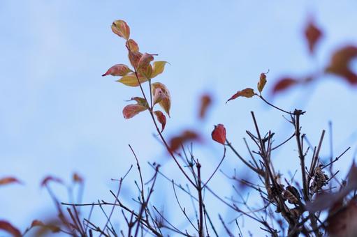 枯れ葉 枯れ葉,秋,冬の写真素材