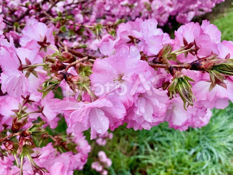 雨に濡れる桜 自然,風景,景色の写真素材