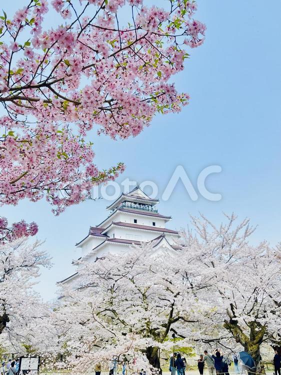お城と桜 桜,さくら,お花見の写真素材