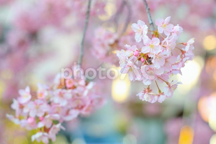 満開の河津桜　春の訪れ 春,桜,河津桜の写真素材