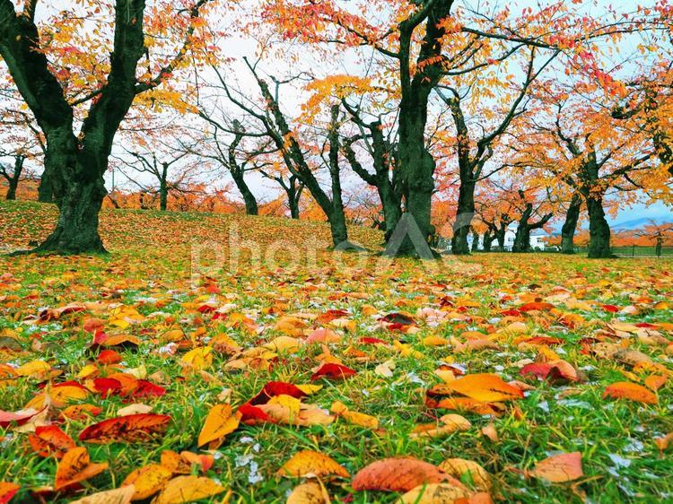 五稜郭公園の紅葉 行事,季節,枯れ葉の写真素材