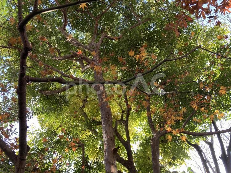 天草　南国風 木,風景,木材の写真素材
