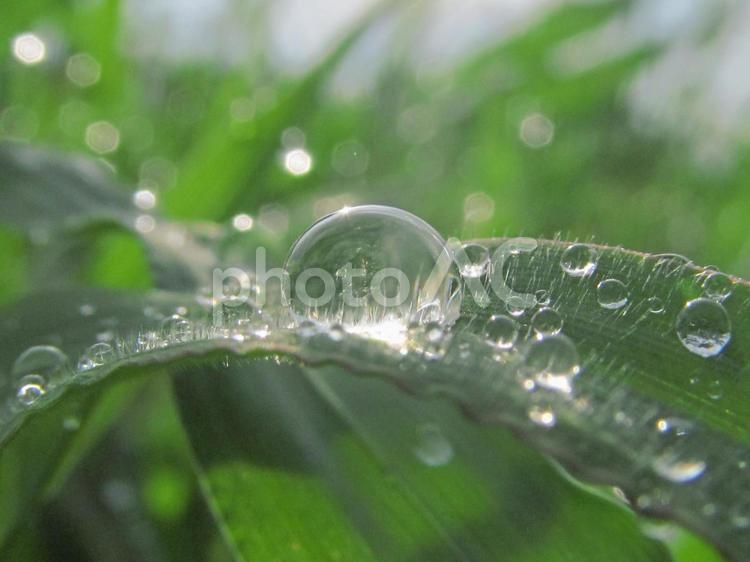 水滴と緑の葉と朝日Water drops 水滴,すいてき,waterの写真素材