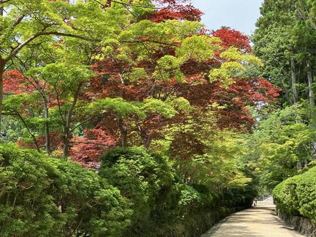 高野山 道 高野山 道の写真
