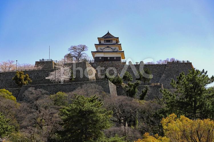 丸亀城現存天守と石垣1 現存天守,丸亀城,桜の写真素材