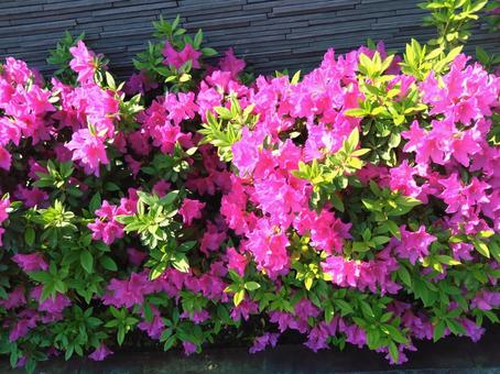 azalea, JPG azalea, JPG
