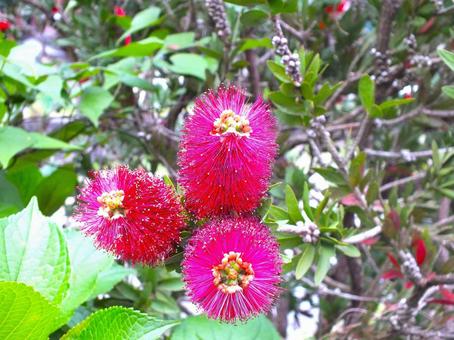 ツクツクとブラシノキの花 ツクツクとブラシノキの花 ブラシノキ,赤い花,細いの写真素材