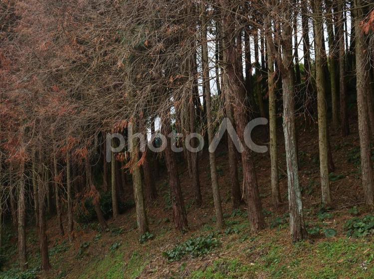 冬景色、杉の木の森 枯れ木,杉,冬の写真素材