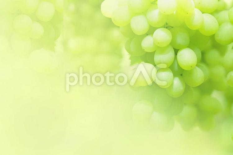 緑系　ぶどう　イメージ ぶどう,緑ぶどう,白ワインの写真素材