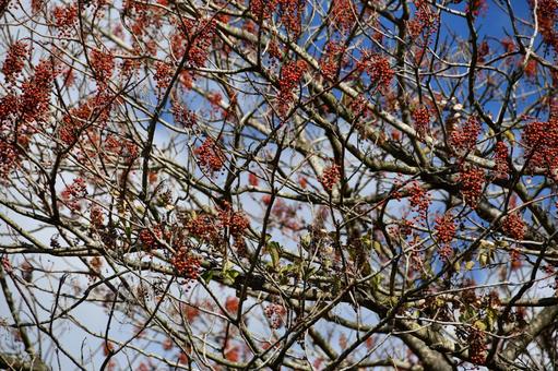 イイギリの赤い実 イイギリ,秋,赤の写真素材