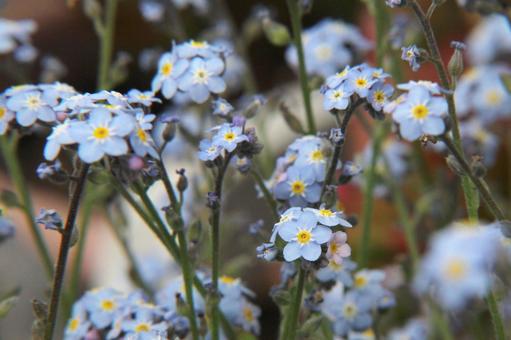 Photo, waslenagsa, blooming landscape, vivid, 