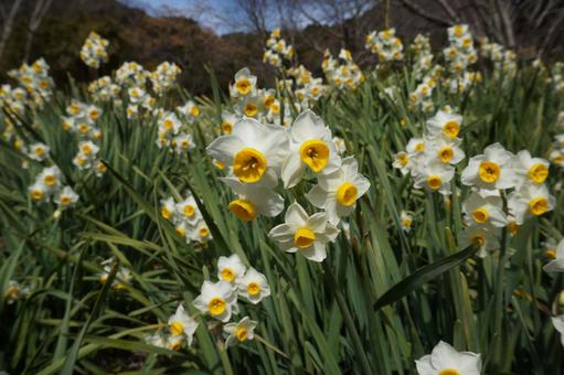 Daffodils swaying in the wind, narcissus, daffodil, landscape, JPG