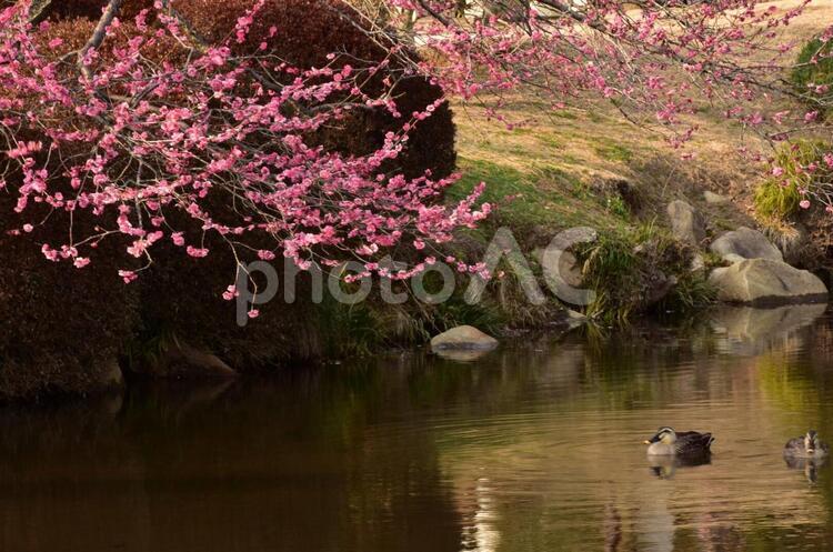 梅のある風景 梅,風景,カモの写真素材