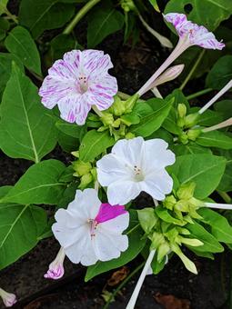 Photo, a flower, deaf shape, petal, 