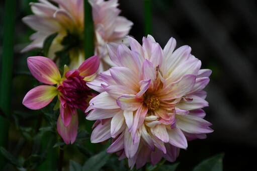 天竺牡丹 花,植物,風景の写真素材