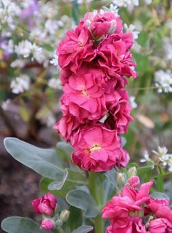 ジリフラワー ストック,花,flowerの写真素材