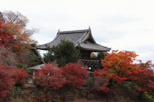 善峯寺　山門と紅葉 善峯寺,山門,楼門の写真素材