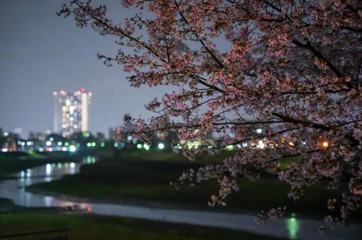 河川と夜桜 河川と夜桜 河川,桜,花見の写真素材