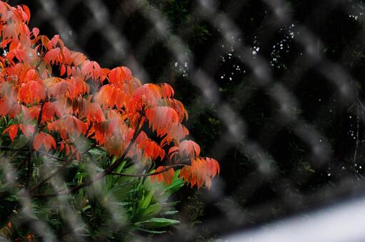 紅葉 季節,秋,11月の写真素材