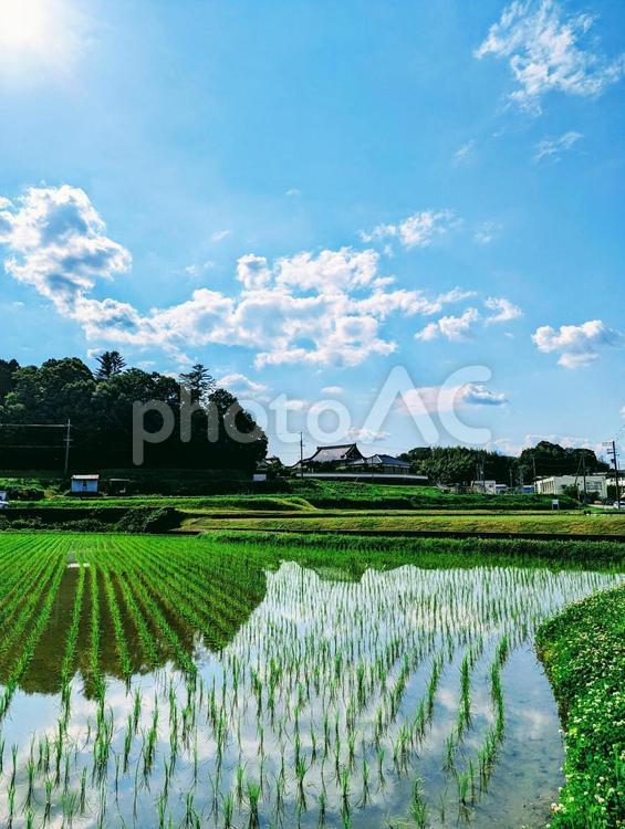 清々しい田園風景 空,雲,晴天の写真素材