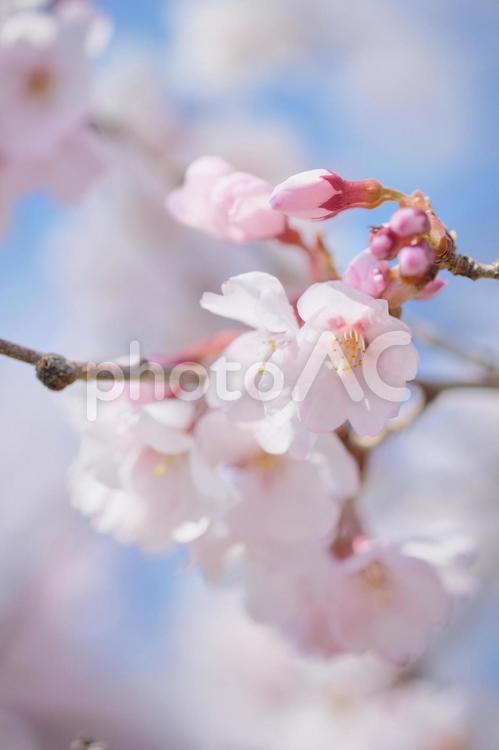 かわいい桜の花のアップ 桜,サクラ,花の写真素材