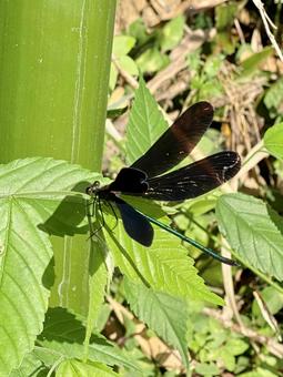 Butterfly dragonfly, JPG Butterfly dragonfly, JPG