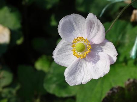 日あたる菊 植物,花,綺麗の写真素材
