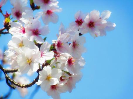 さくらと空 さくらと空 桜,サクラ,さくらの写真素材