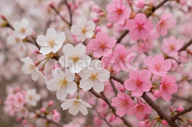 白とピンクの桜の花 桜,花,春の写真素材