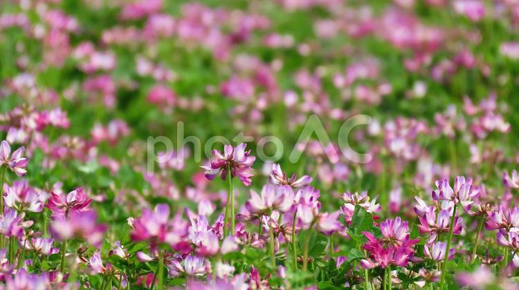 春の田んぼで花咲くレンゲソウ 蓮華草,花,春の写真素材