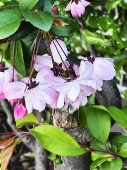 ピンクの花 ピンクの花の写真