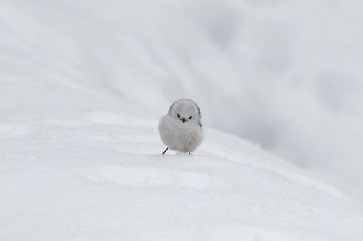 Long-tailed tit on the snow, JPG