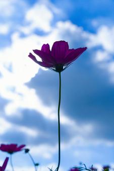 コスモス コスモスの写真