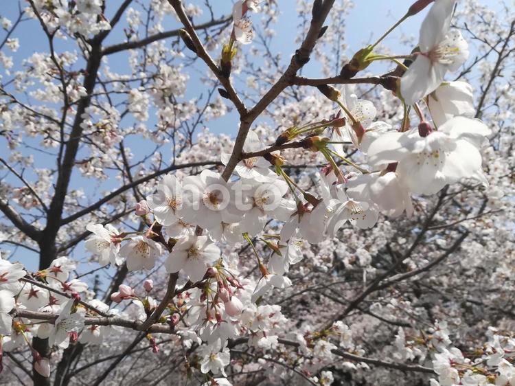 彦根城の桜 桜の花,さくら,桜の写真素材