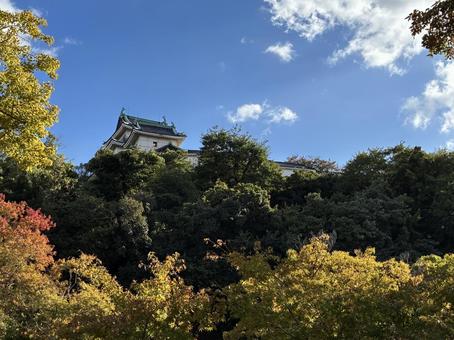 初紅葉 初紅葉,もみじ,紅葉の写真素材