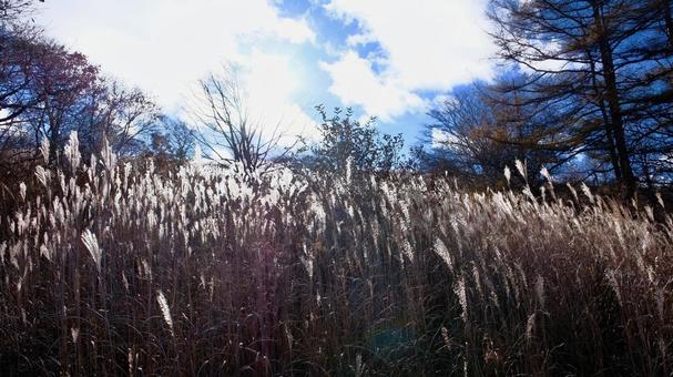 秋の八島湿原 高原,草原,湿原の写真素材