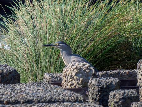 茂みのササゴイ ササゴイ,サギ,野鳥の写真素材