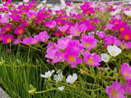 ポーチュラカの花 ポーチュラカの花の写真