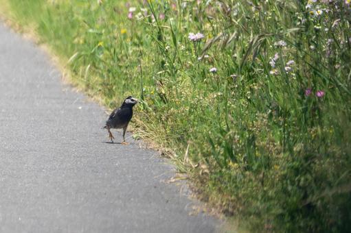 Starling ⑸, JPG Starling ⑸, JPG