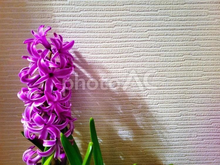 ヒヤシンス　紫　満開　壁紙　背景 ヒヤシンス,紫,壁紙の写真素材