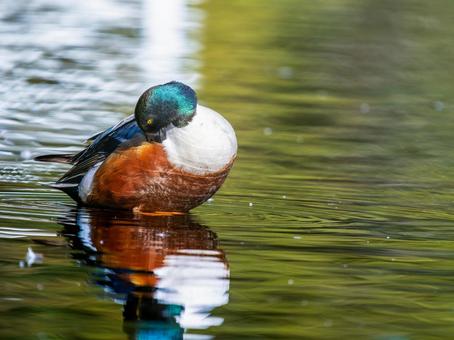 Northern Shoveler, Ducks and Wild Ducks at the Waterfront, JPG