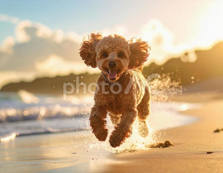 水しぶきを上げて走る元気なトイプードル 犬,トイプードル,プードルの写真素材