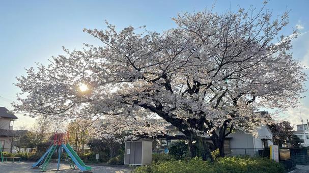 夕方の桜の木 夕方の桜の木 桜,満開,桜の木の写真素材
