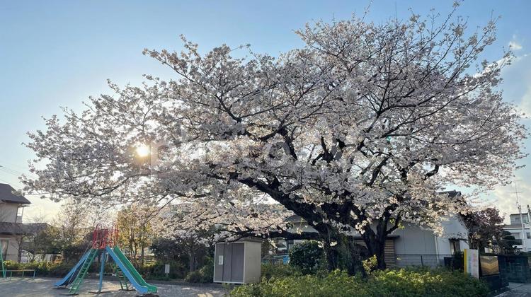 夕方の桜の木 桜,満開,桜の木の写真素材
