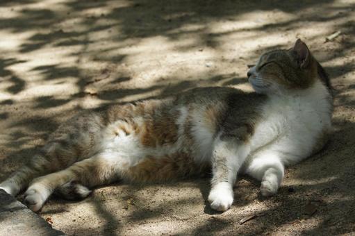 ねこ にゃんこ,可愛い,野良猫の写真素材
